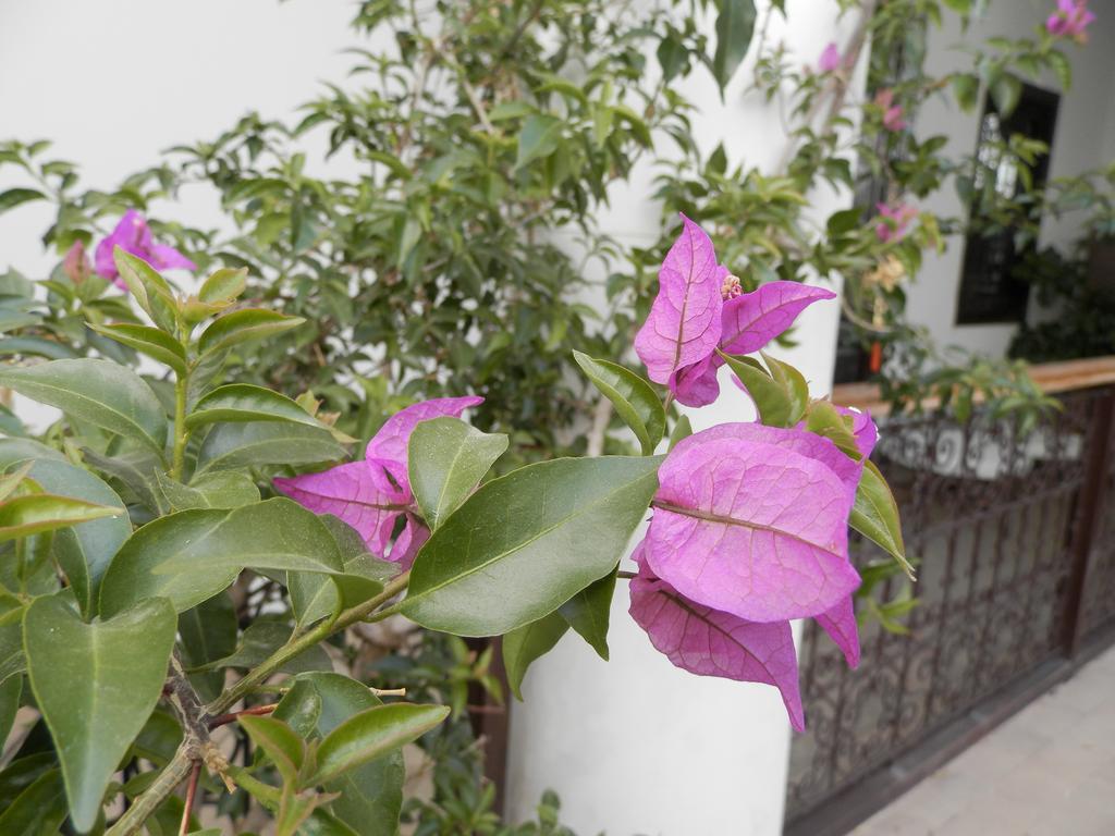 Riad Ailen Marakeş Dış mekan fotoğraf